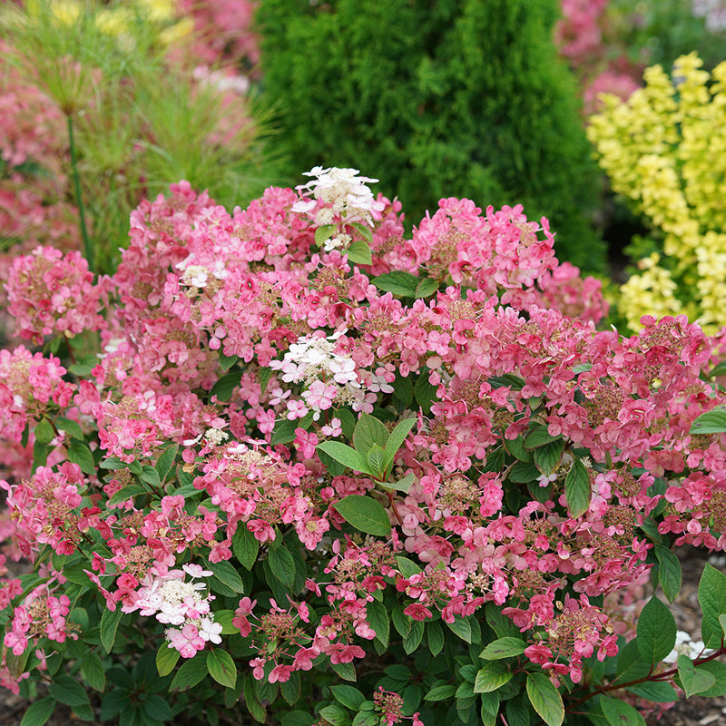Little Quick Fire Hydrangeas with dark pink and red blooms in fall. 