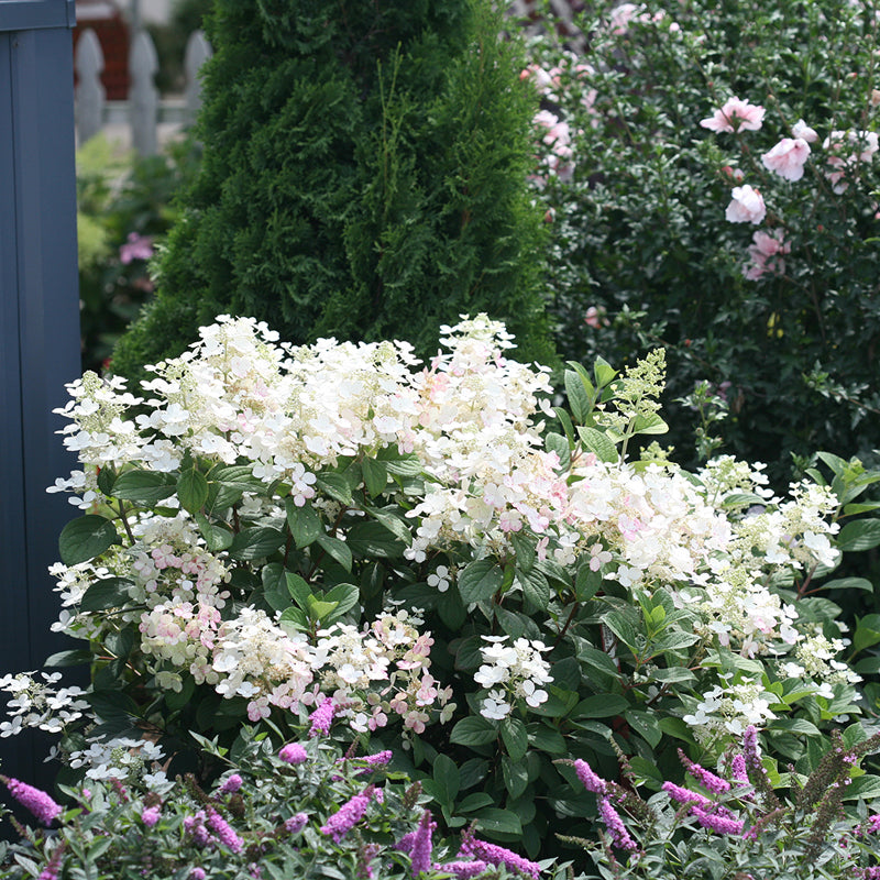 Little Quick Fire Hydrangea with light pink flowers in summer. 