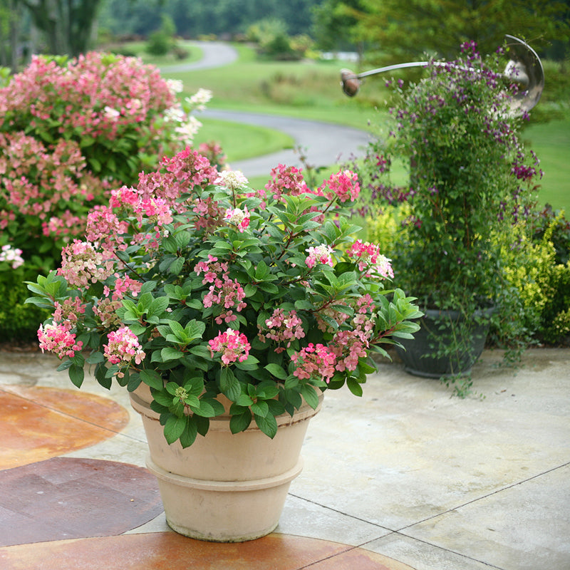 ButterflyBushes.com Little Quick Fire Panicle Hydrangea