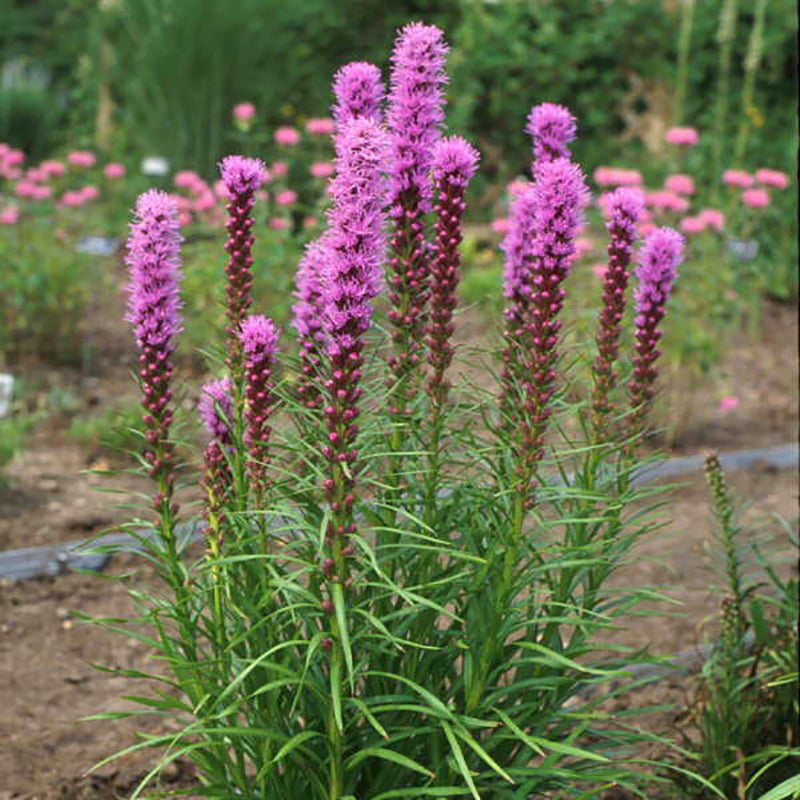 Kobold is a native variety of blazing star with pink flower spikes in summer that attract pollinators.