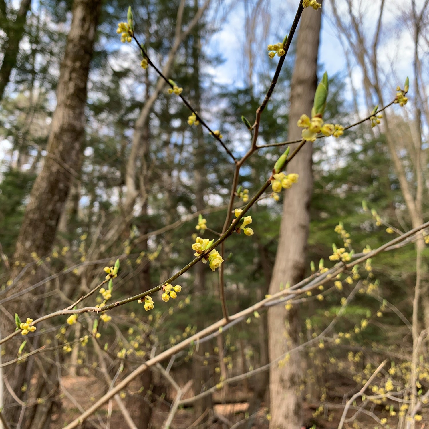 Spicebush is a North American native shrub with tiny yellow flowers in early spring.