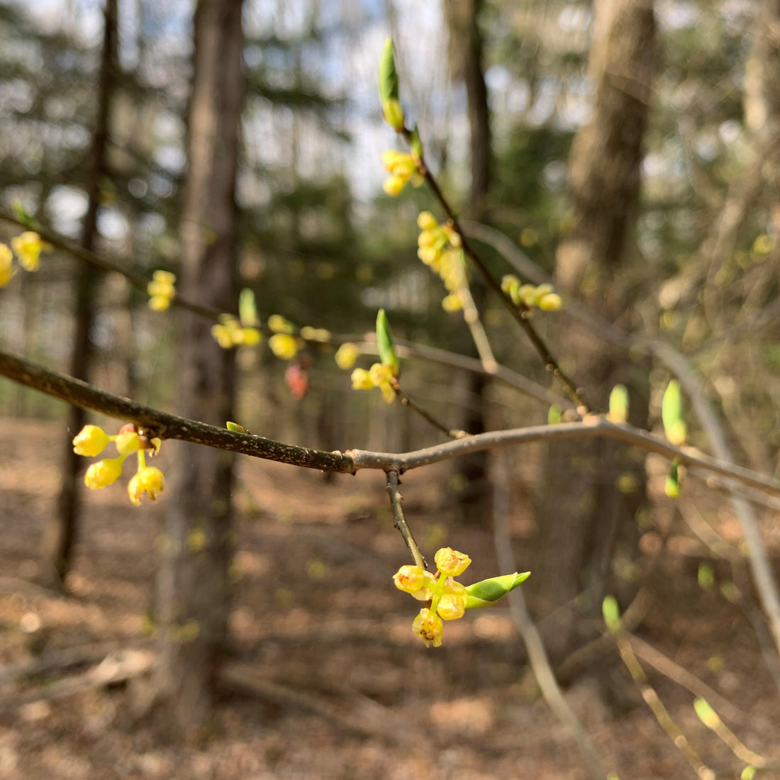 A close look at the yellow flowers of spicebush, lindera benzoin.