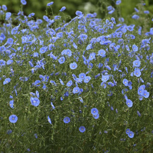 Linum Lewisii with lightweight blue flowers in full sun. 