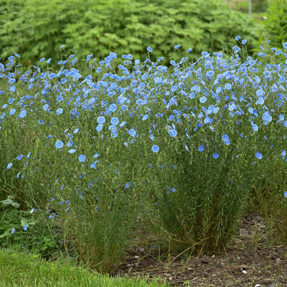 Linum Lewisii with blue saucer shaped flowers in the garden. 