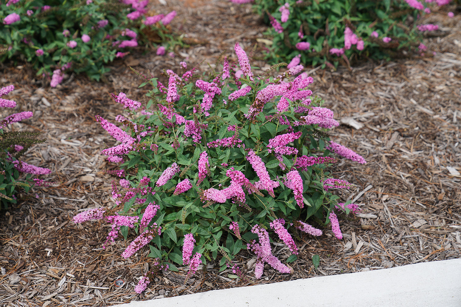 Buddleia Lo &amp; Behold Pink Micro Chip has a small and tidy habit that fits anywhere