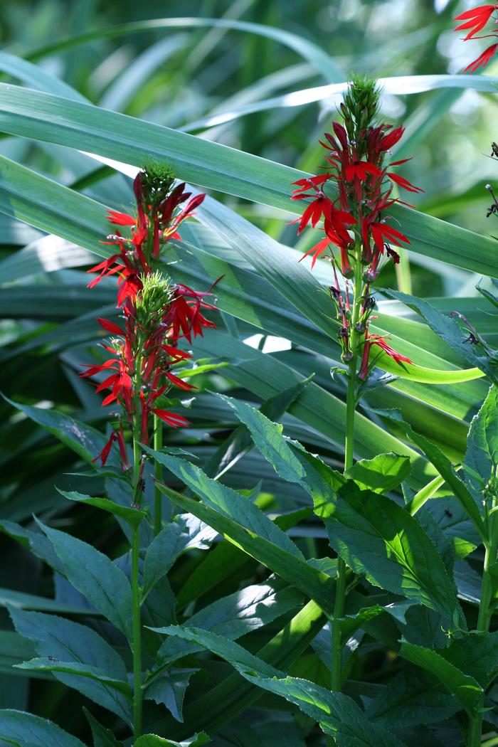 Cardinal Flower spike with brilliant red flowers growing in wet soil and full sun. 