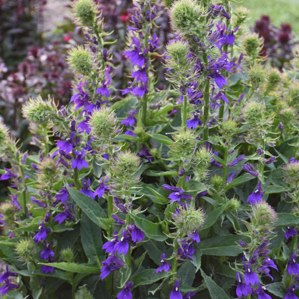 Lobelia &