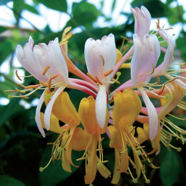 Gold Flame Honeysuckle Vine has vibrant blooms that attract pollinators. 