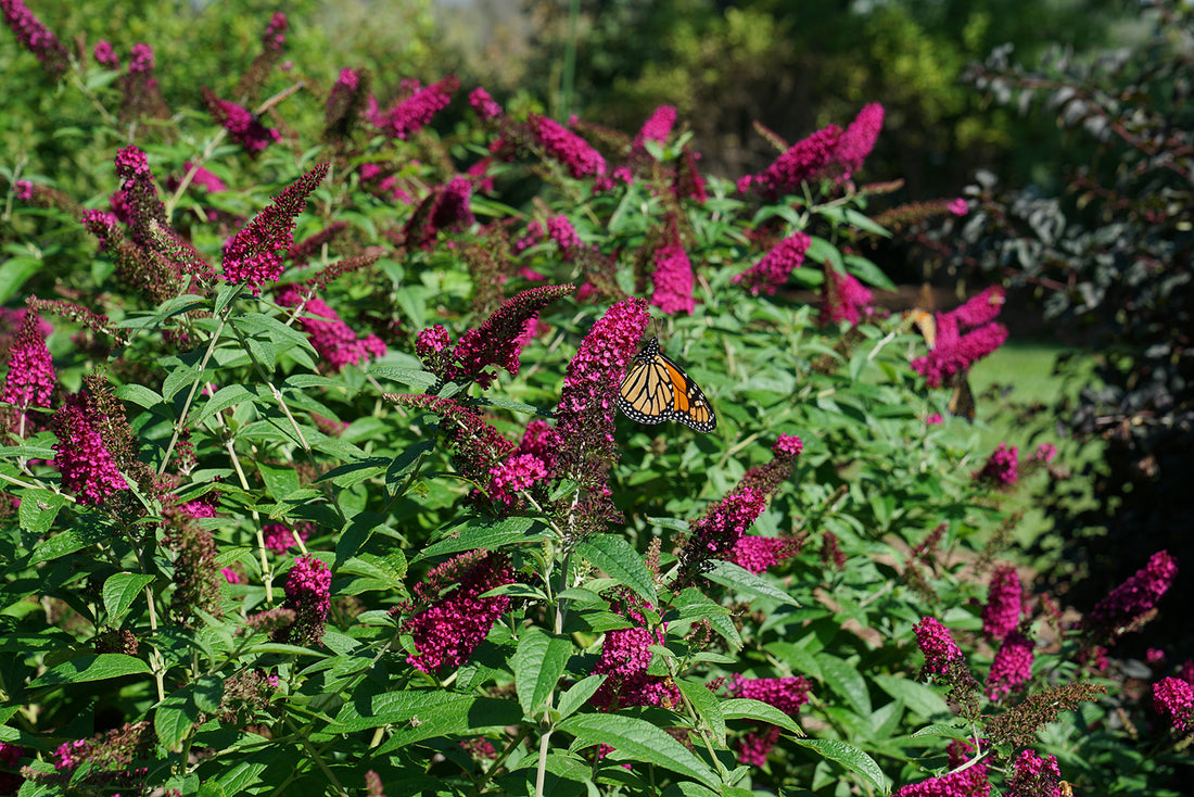 Miss Molly butterfly bush covered in bright pink-red blooms and a monarch butterfly on it