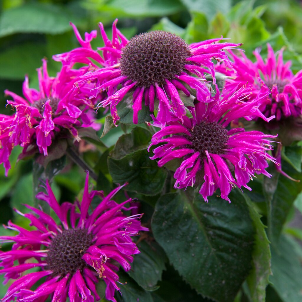 Monarda Bee You™ Bee-Free has vibrant pink flowers that attract pollinators!