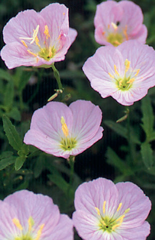 Pink Evening Primrose with cup shaped flowers opening up in the evening.