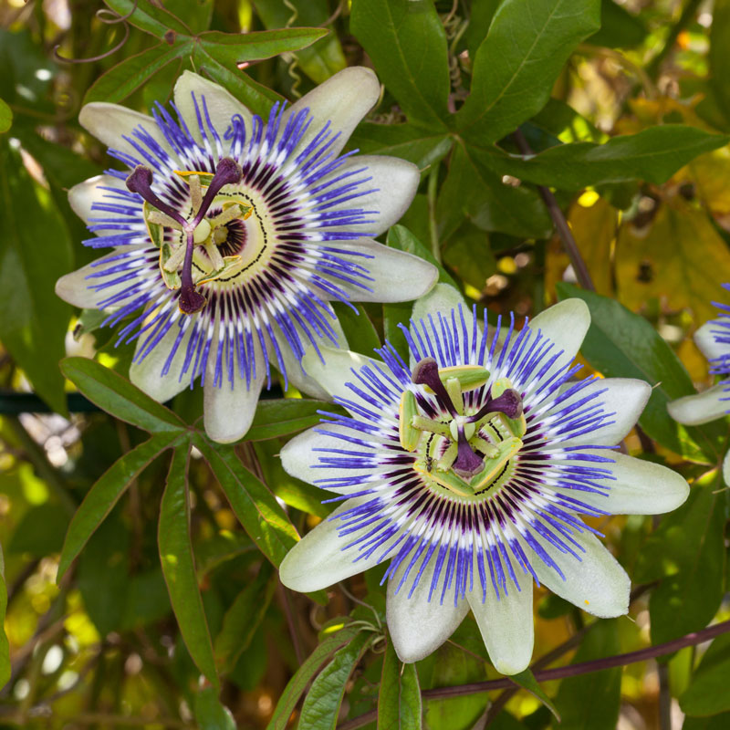 Passiflora caerulea has blue and white flowers that attract pollinators