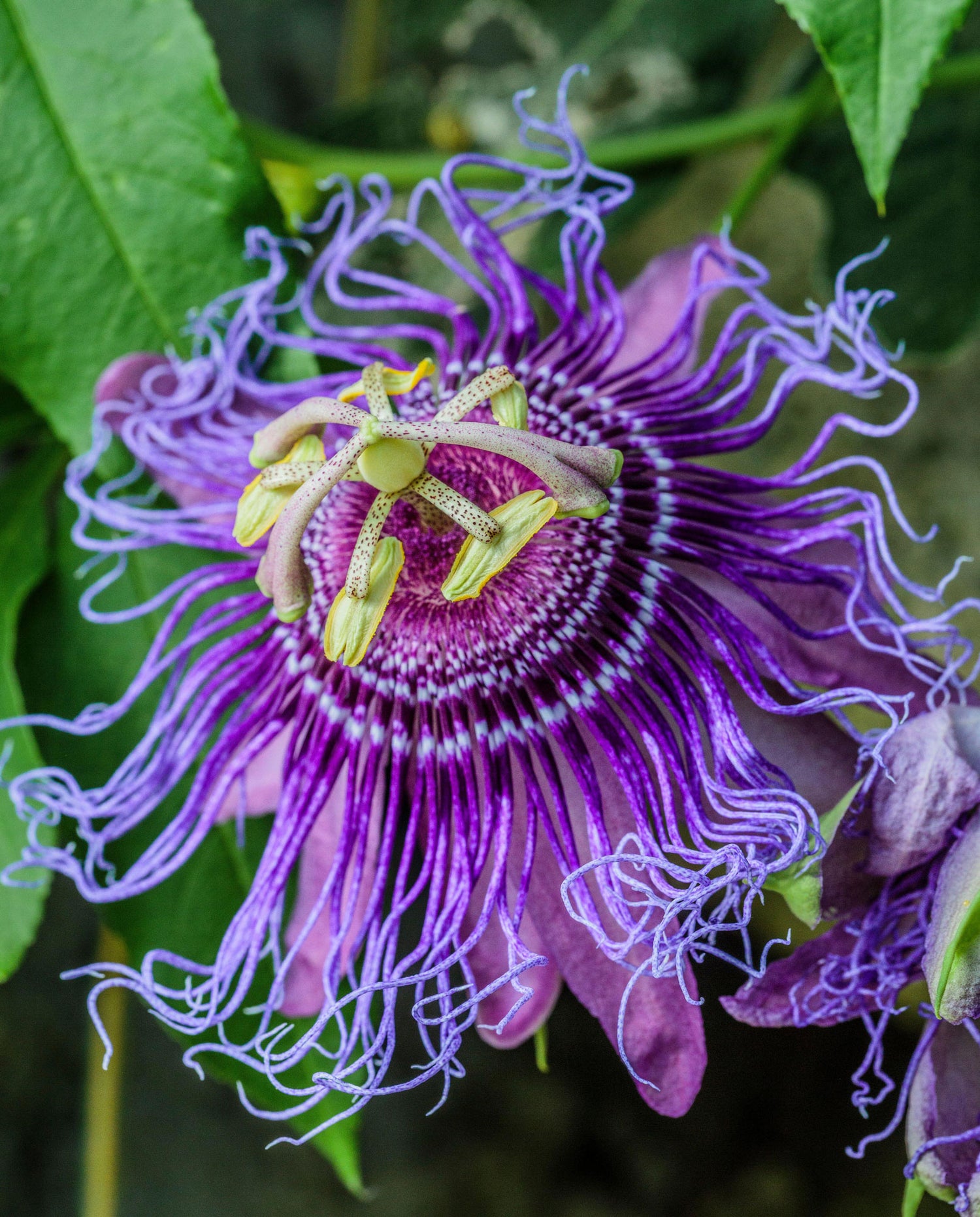 Incense Passionflower has giant purple flowers