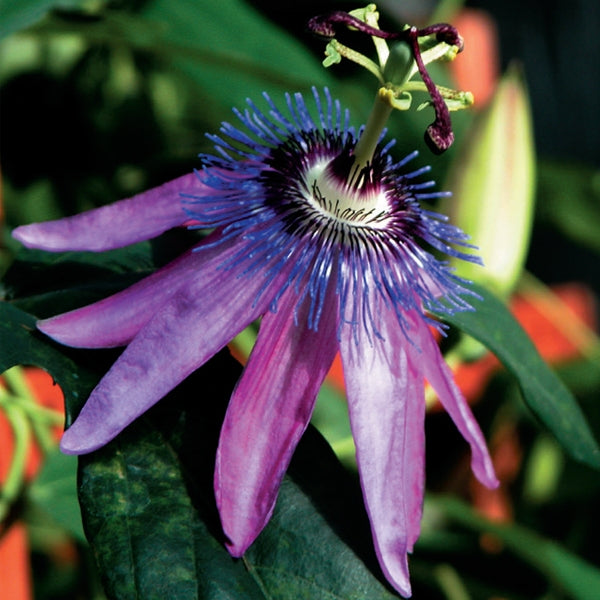 Lavender Lady Passion Flower with rich violet purple blooms in the summer. 