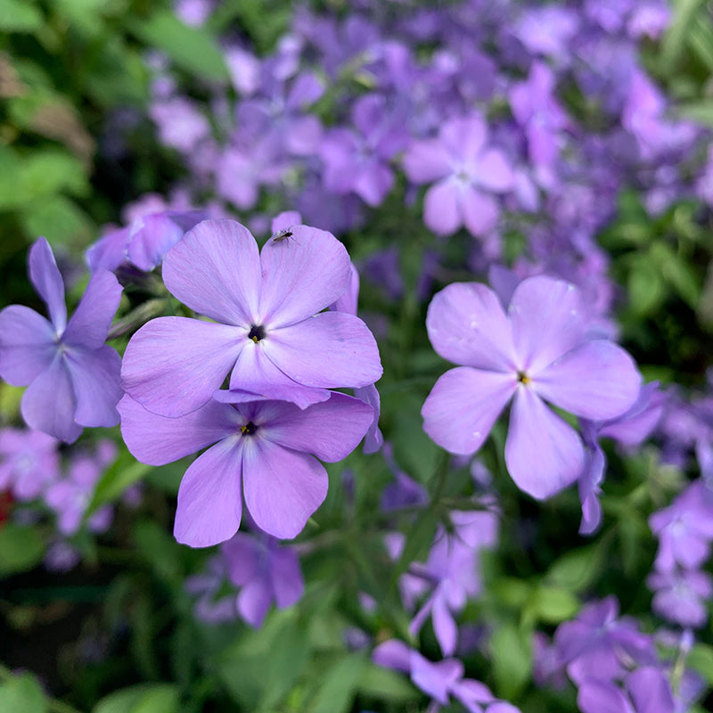 Blue Moon woodland phlox is a native perennial with robust blue purple flowers. 