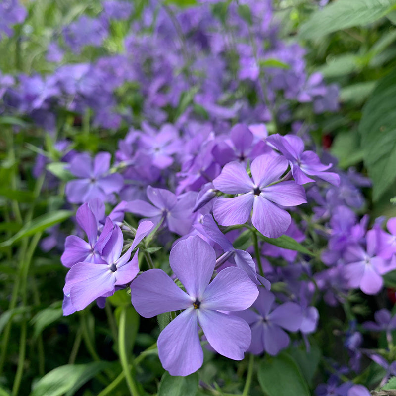 Blue Moon native phlox boasts heavenly blue purple flowers and sweet fragrance.