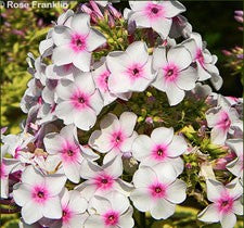 Phlox paniculata Nora Leigh has nice pink white flowers