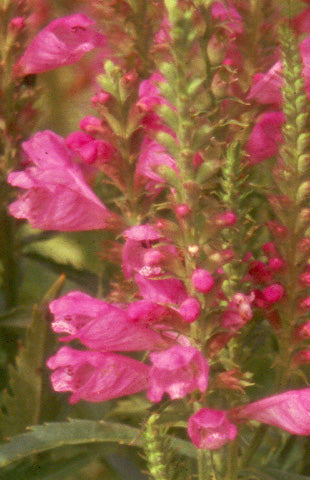 Vivid Obedient Plant in bloom with pink tubular flowers in summer. 