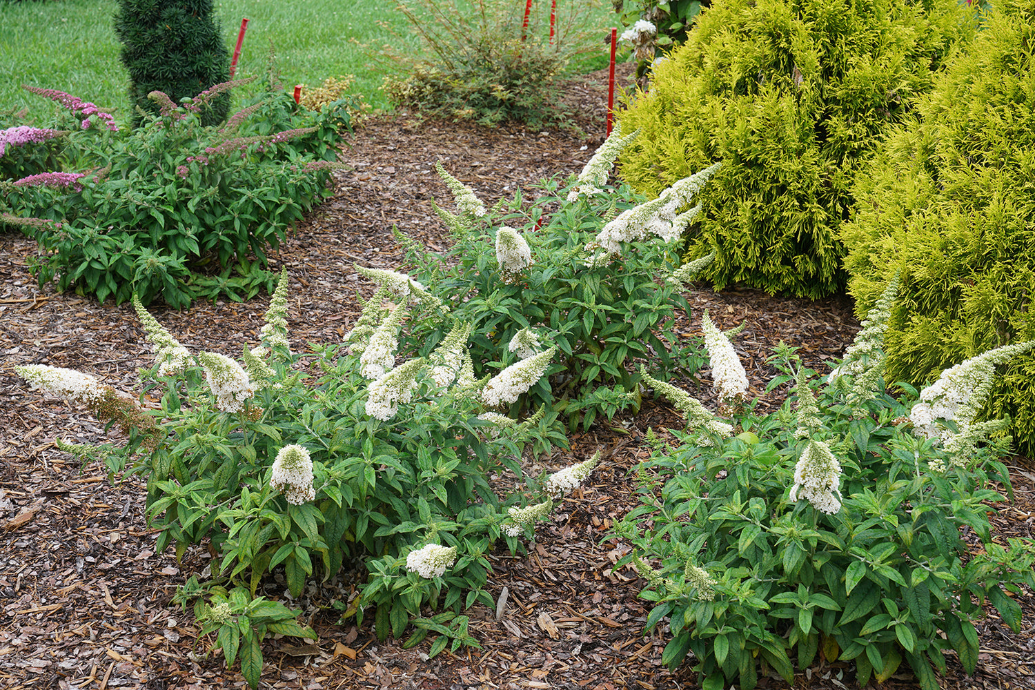 Pugster White Butterfly Bush planted with arborvitae in the background
