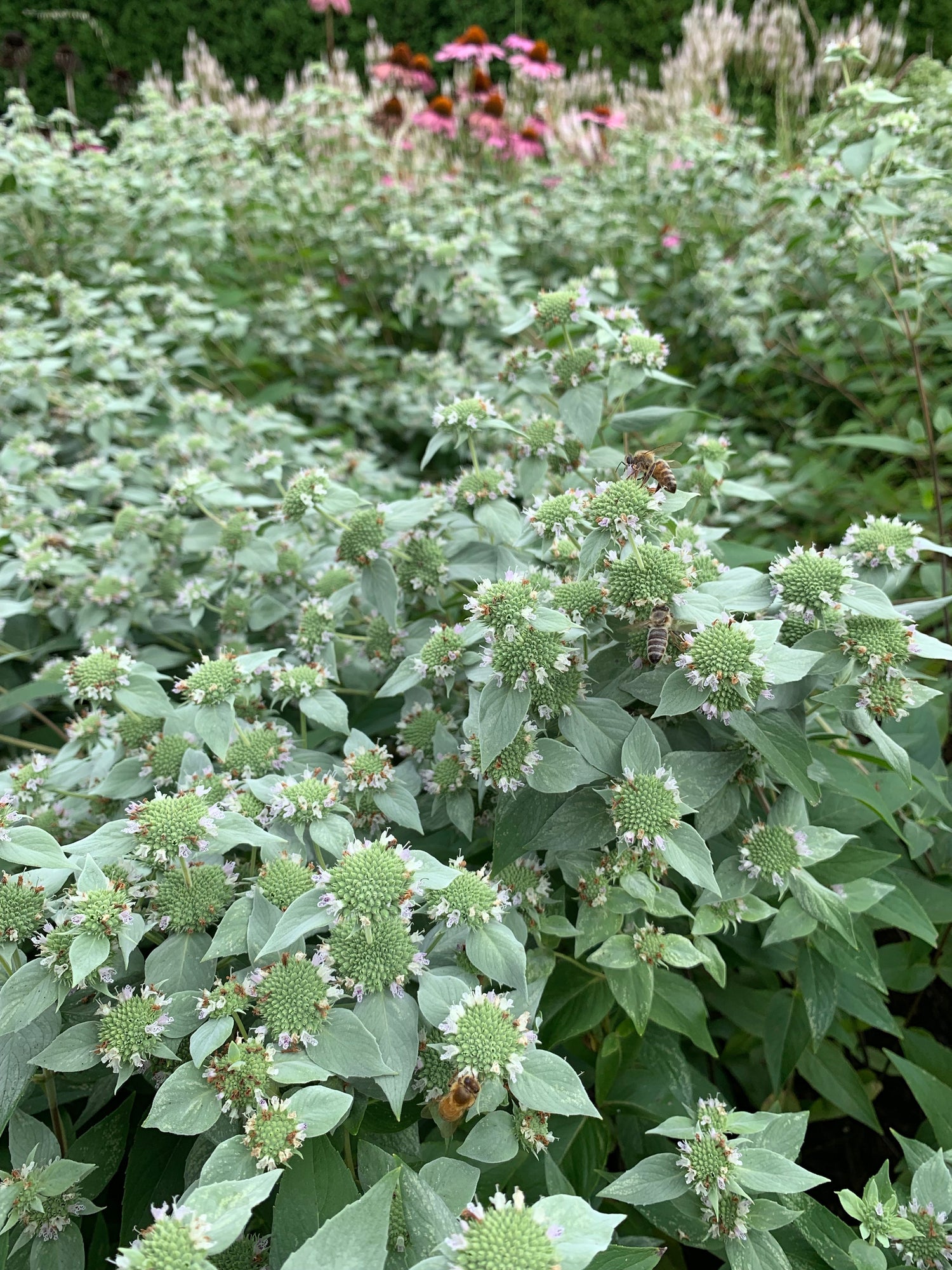 A large patch of blunt mountain mint, pycnanthemu muticum, in Chicago&