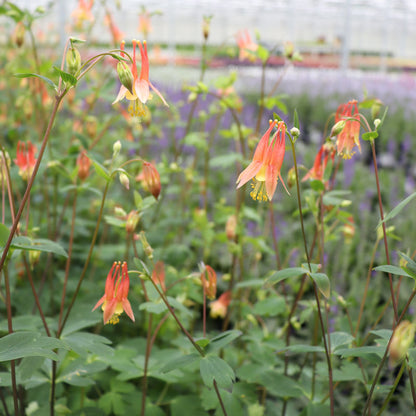 Red Columbine native plant with vibrant and yellow blooms in the greenhouse.