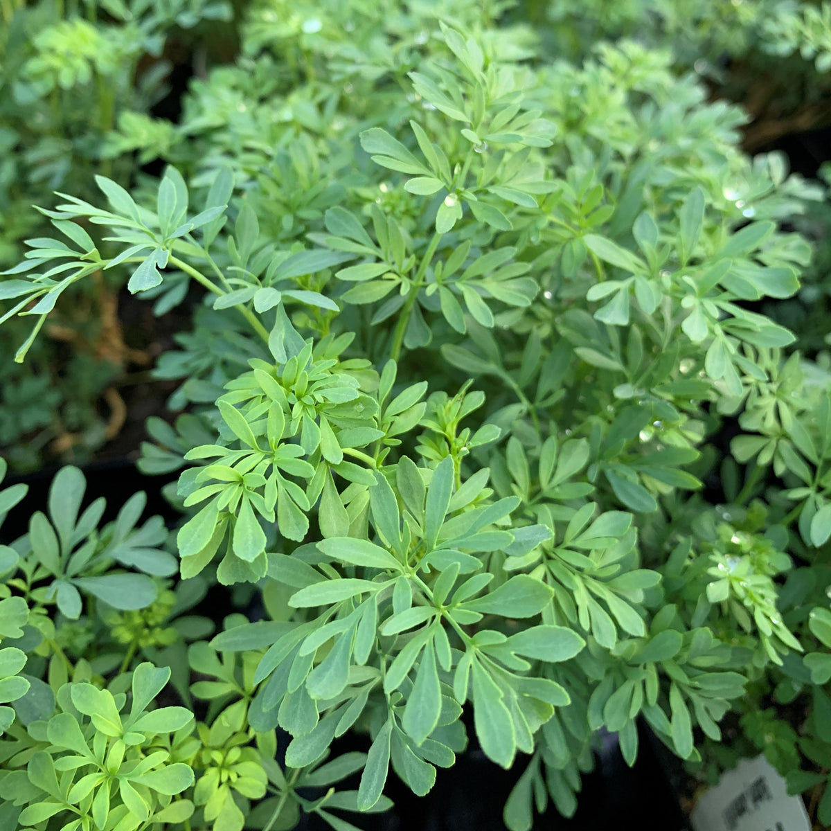 Rue is an herb with lacy blue green foliage that serves as a host plant for butterflies.