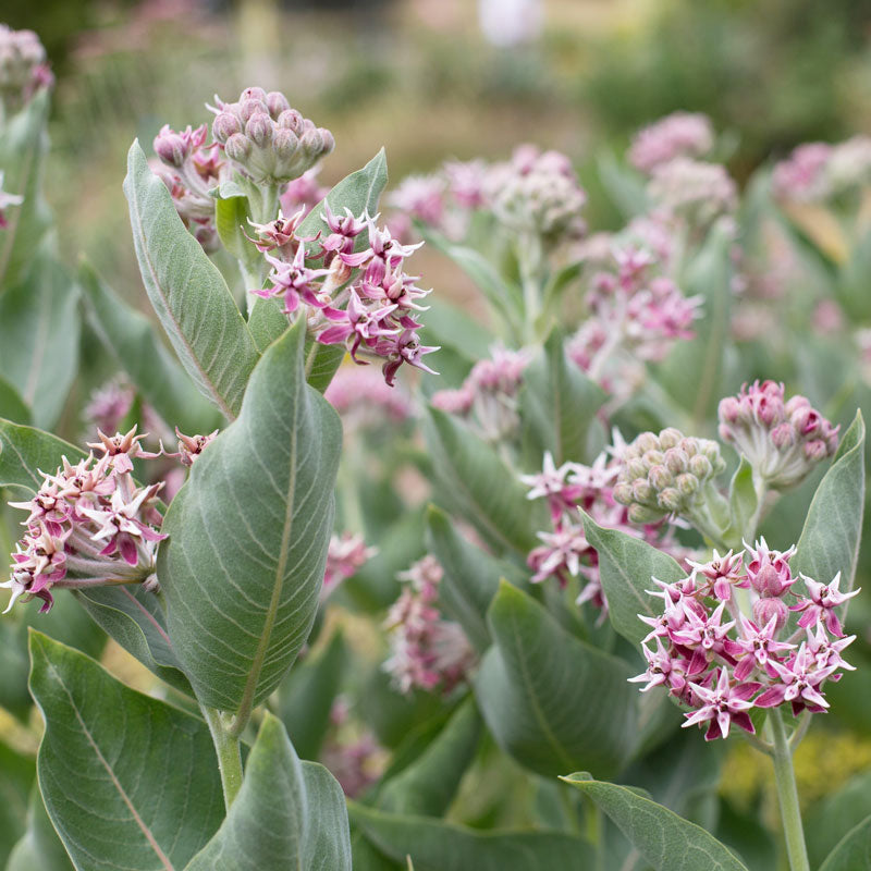 Showy Milkweed (Asclepias speciosa) has showy pink blooms