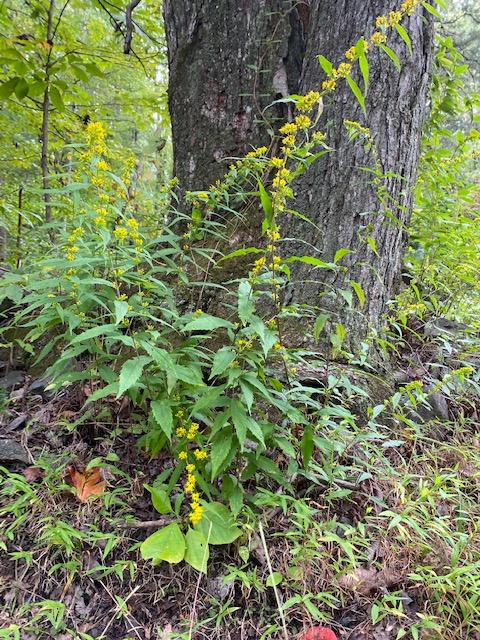 Blue Stemmed Goldenrod with stems that are covered with small vivid flowers in the garden.