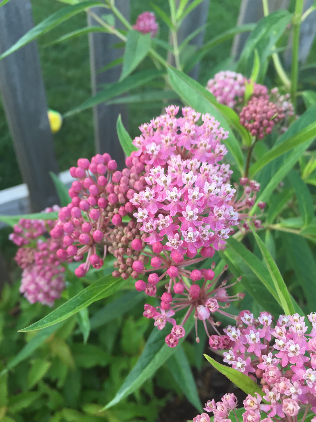 Swamp Milkweed (Asclepias incarnata) has showy pink flowers that pollinators can&