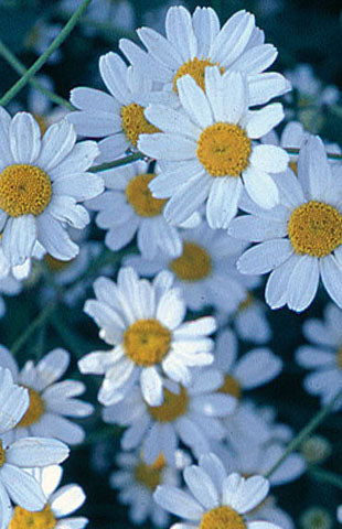 Silver Tansy growing in full sun. 