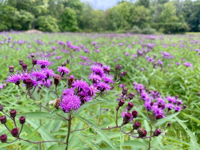 New York Ironweed in bloom with small flower heads attracting bees. 