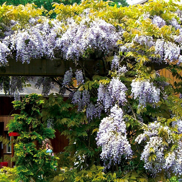 Blue Moon Wisteria has large lilac blue flowers in late spring.